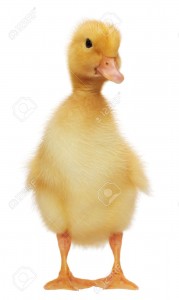 7478414-Two-days-old-easter-duckling-looking-cute-on-white-Stock-Photo